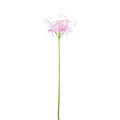 Fleur artificielle Rose — Rose