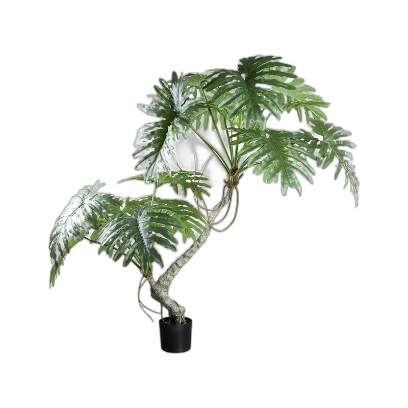 Plantes
