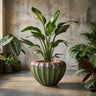 Pot Jinah — Vert