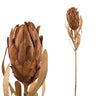Fleur artificielle Protée — Marron Clair