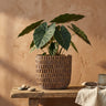 Vivienne Pot en ciment
