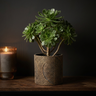 Pot Erich — Ciment — Photo lifestyle