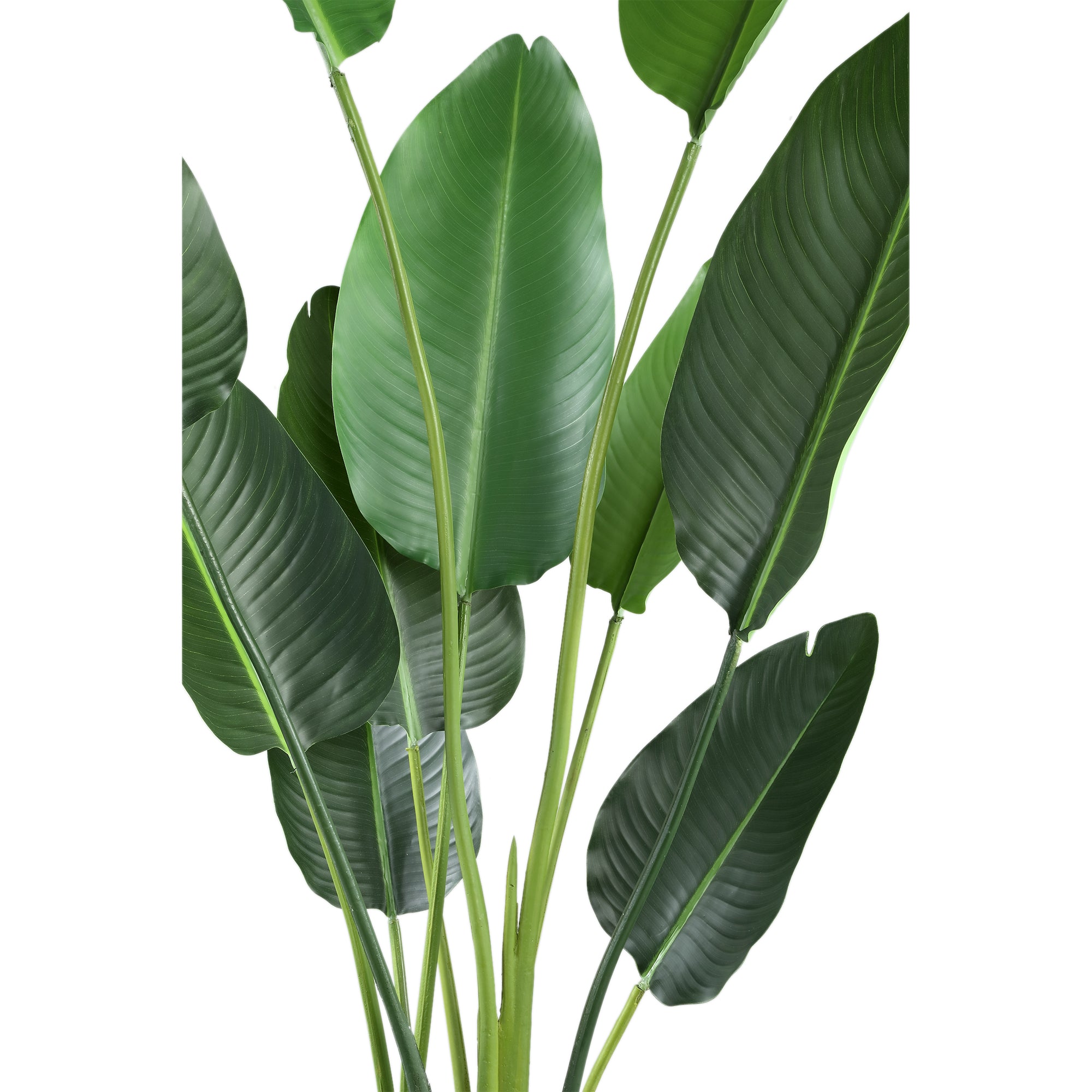 Leaves Plant Green PE real touch strelitzia M Vert — Plante artificielle — vue 3 | Häus