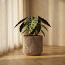 Pot Diesel — Ciment — M