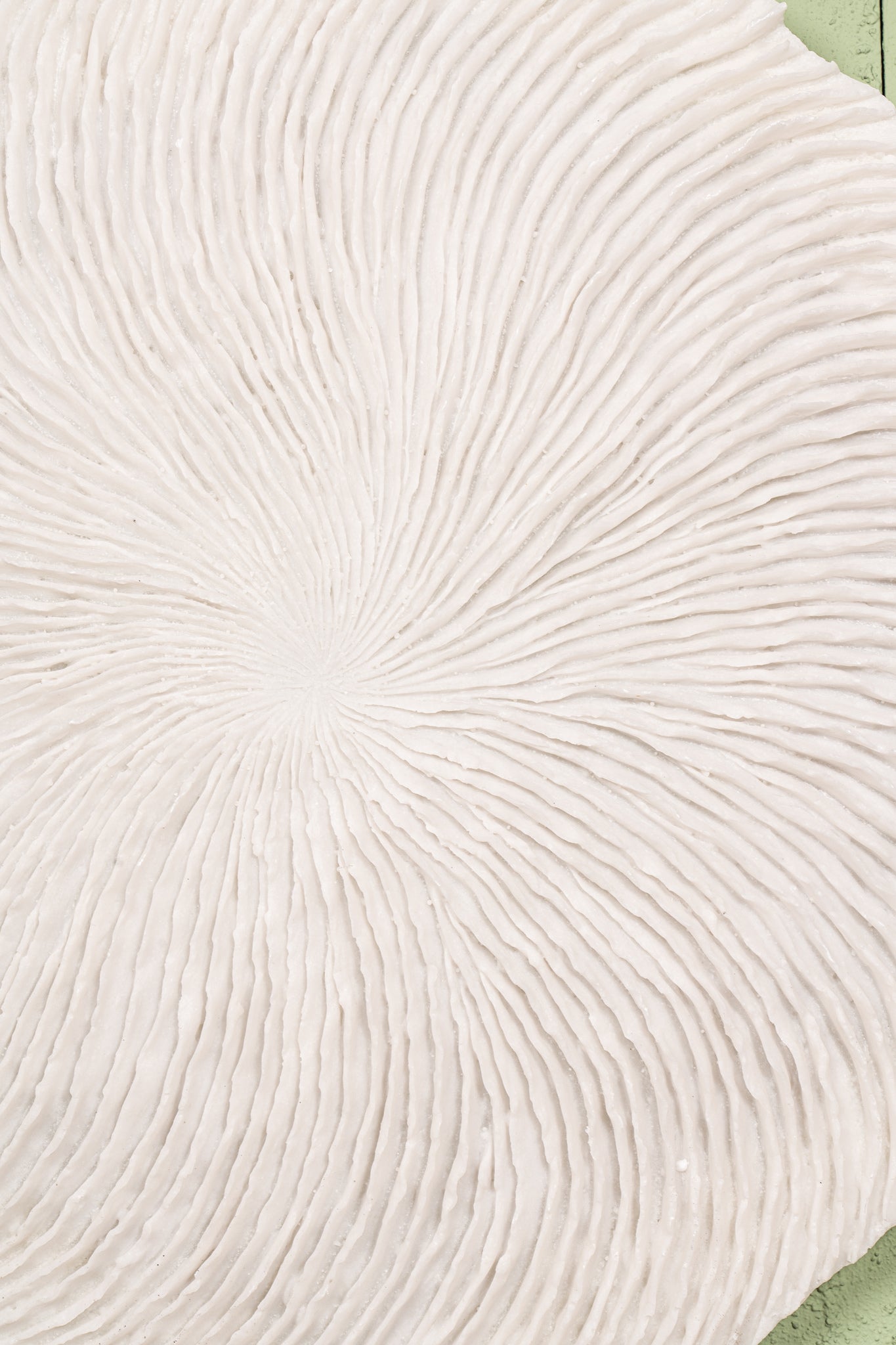 Kathelle White poly round coral shaped wallpanel S
