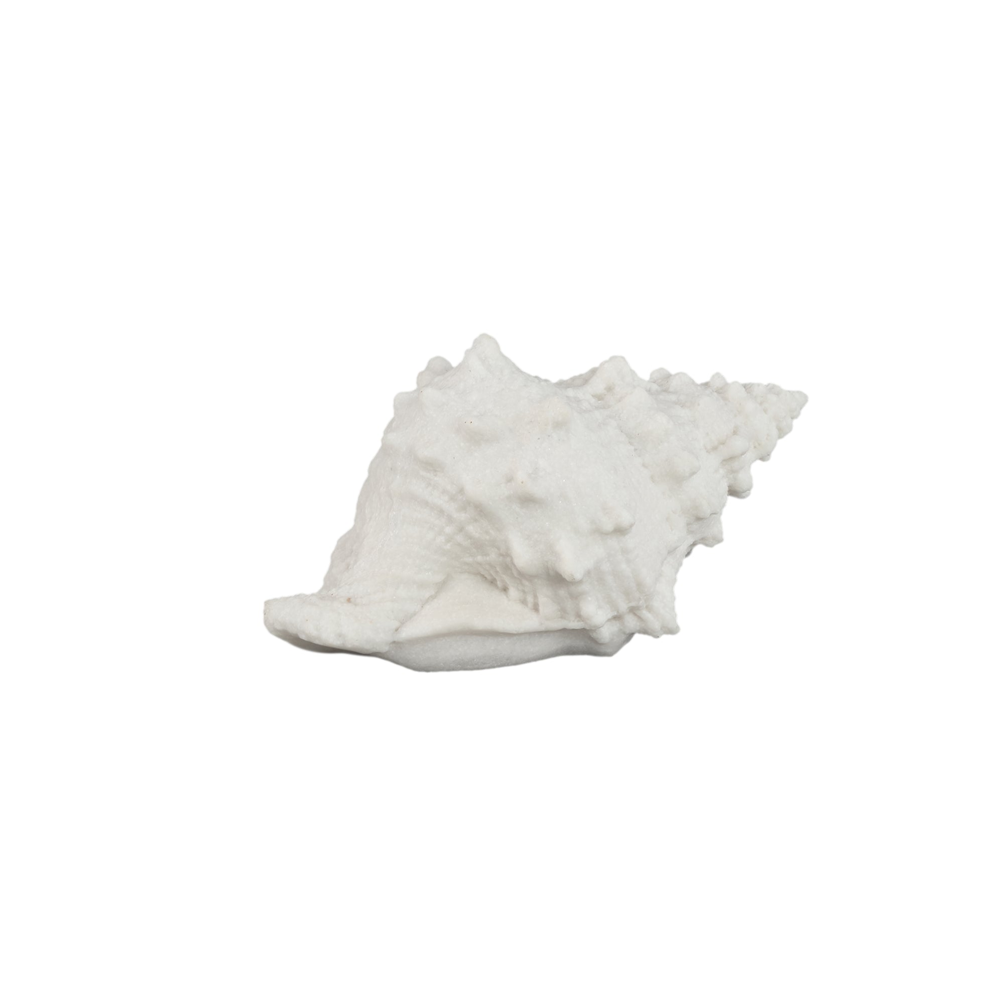 Graeme Lampes LED en poly — Shell Shaped Led Lamp - Blanc