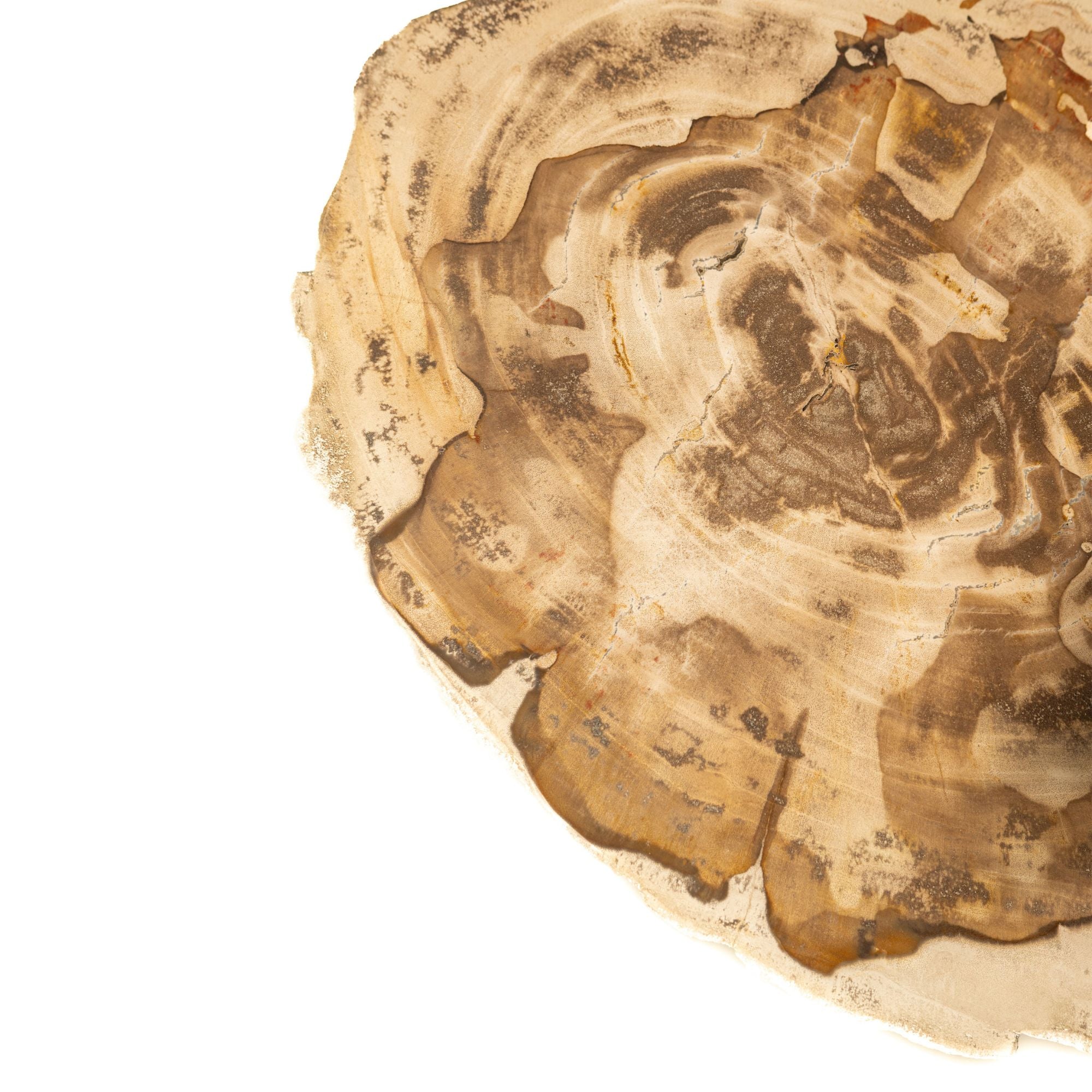 Jisse Natural petrified wood sidetable twist base - Photo 2