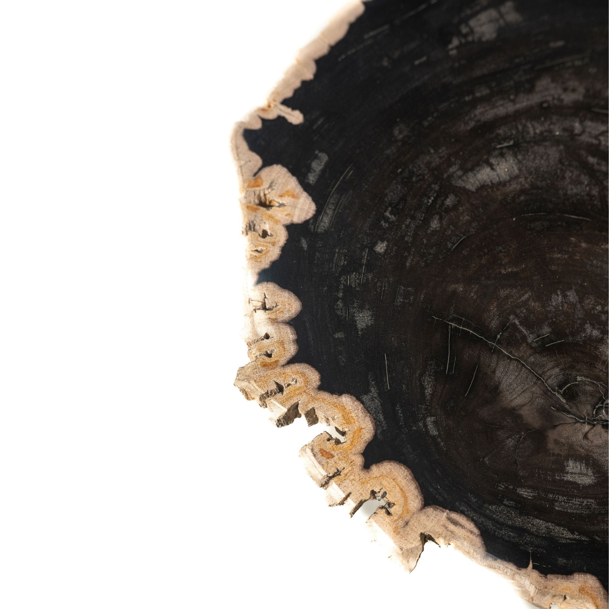 Jisse Black petrified wood sidetable twist base - Photo 3