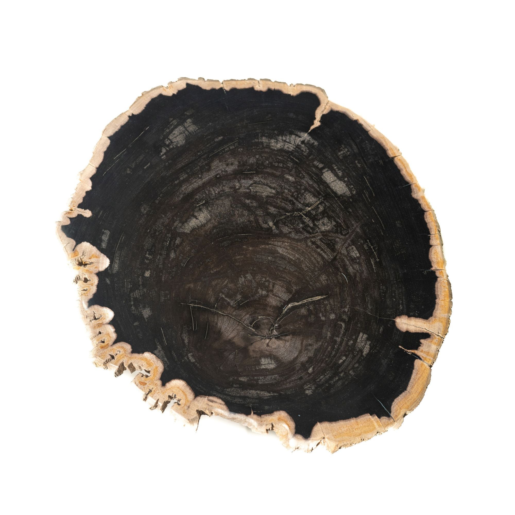 Jisse Black petrified wood sidetable twist base - Photo 2