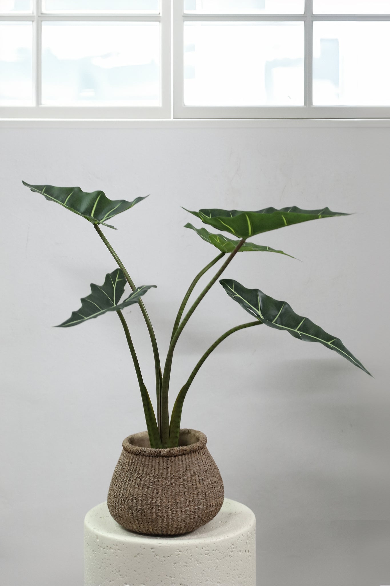Leaves Plant Green alocasia plant in pot S Vert — Plante artificielle — vue 2 | Häus