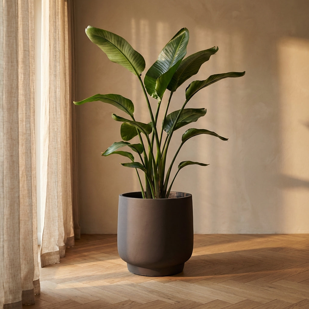 Aline Pot en ciment - Noir