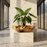 Loza Bol en bois