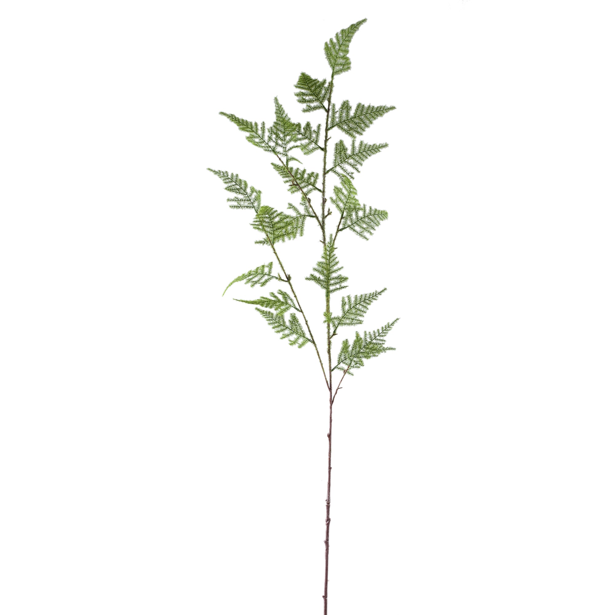 Fern Plant Green asparagus fern spray Vert — Feuille artificielle — Feuille artificielle design premium | Häus