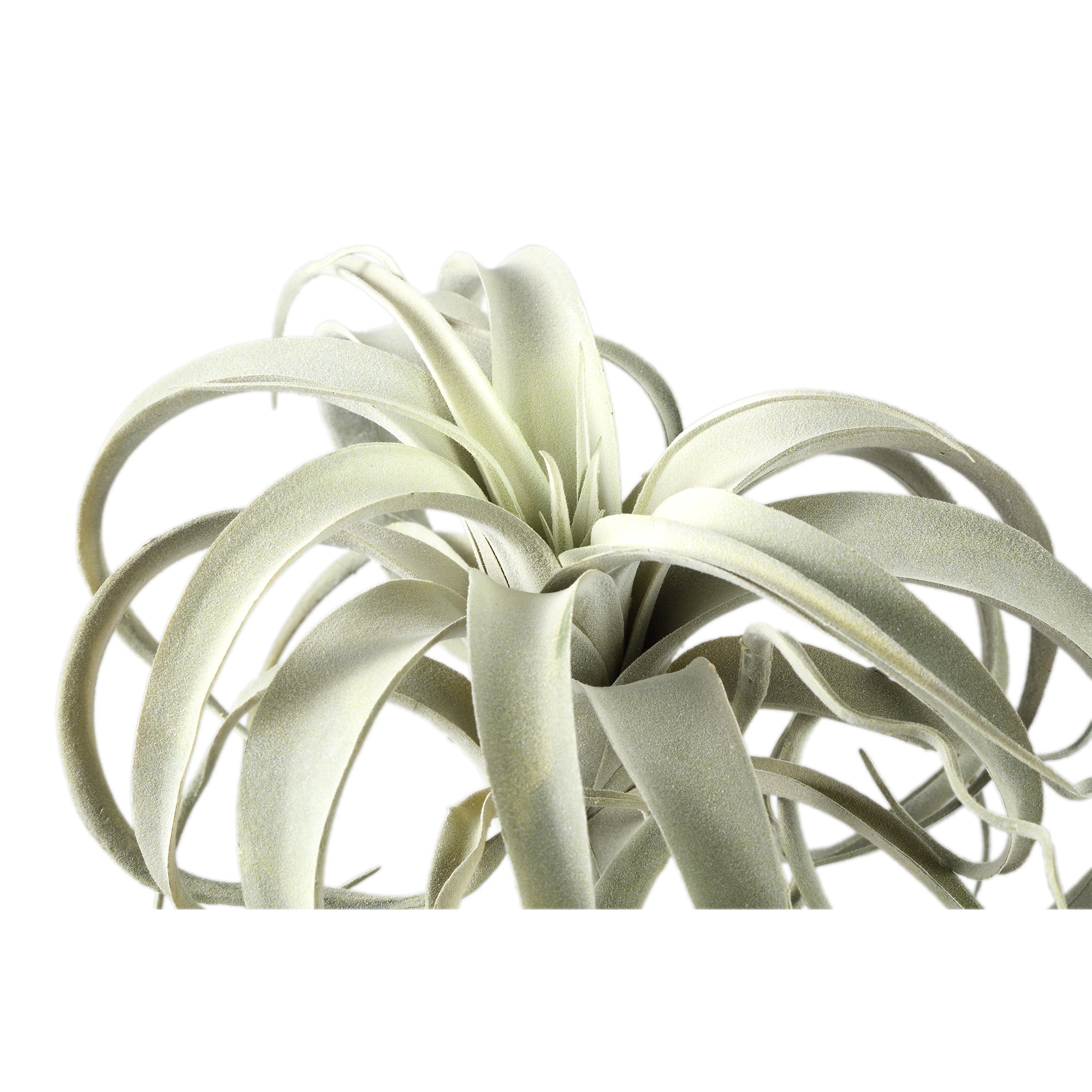 Succulent Plant Green tillandsia pick Vert — Plante artificielle — vue 3 | Häus