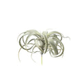 Plante artificielle Succulente — Vert