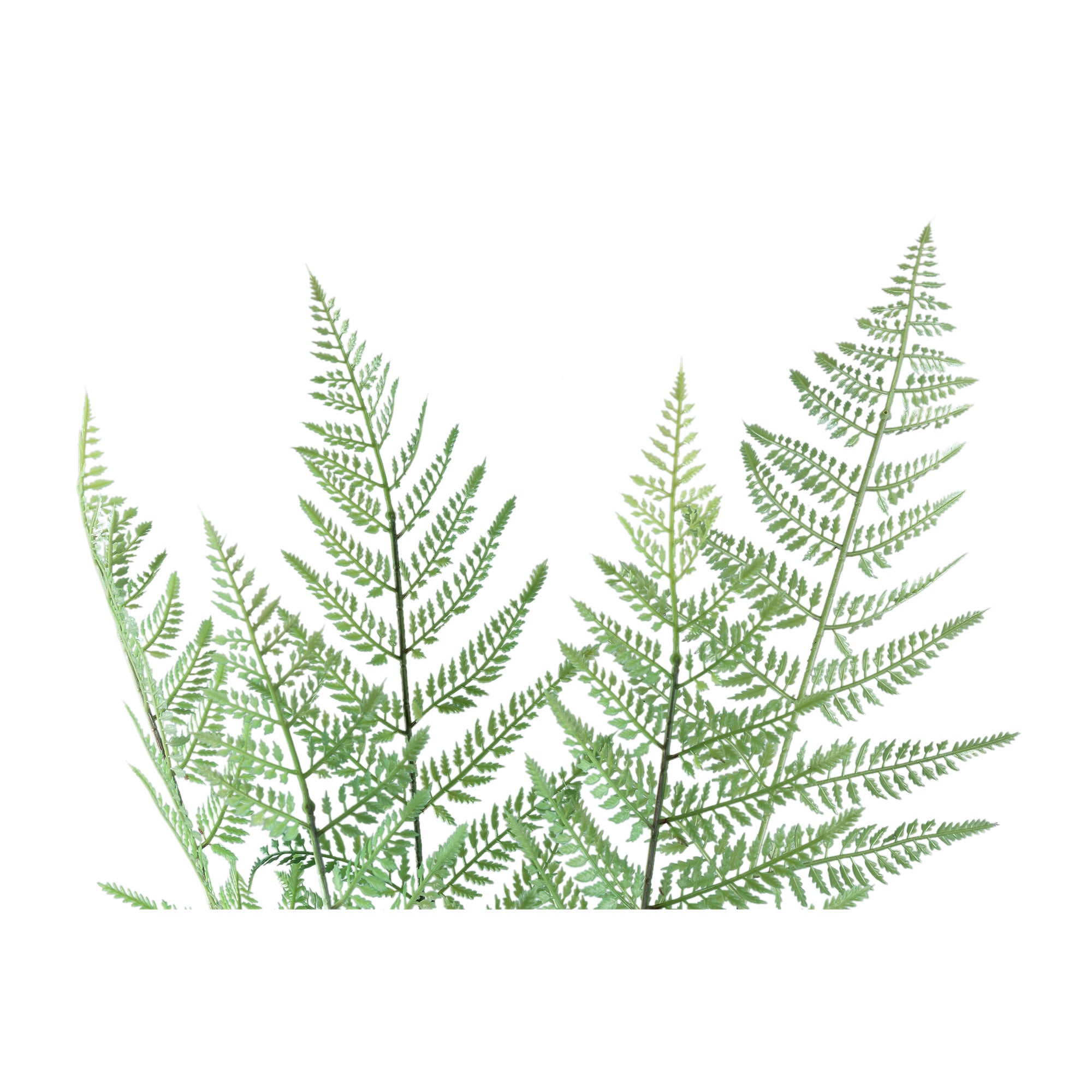 Fern Plant Green fern bush long Vert — Feuille artificielle — vue 2 | Häus