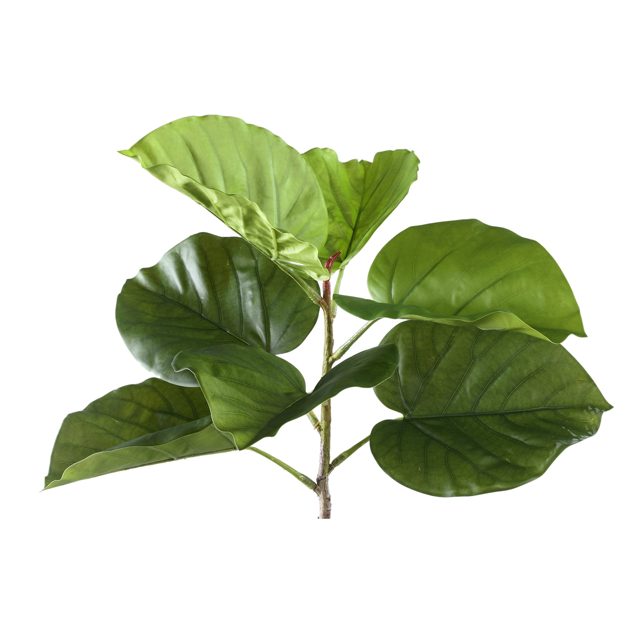 Leaves Plant Green ficus leaves bush Vert — Feuille artificielle — vue 3 | Häus