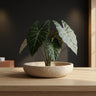 Bol Hillie — Ciment — Beige