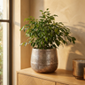Pot Smith — Métal — Photo lifestyle