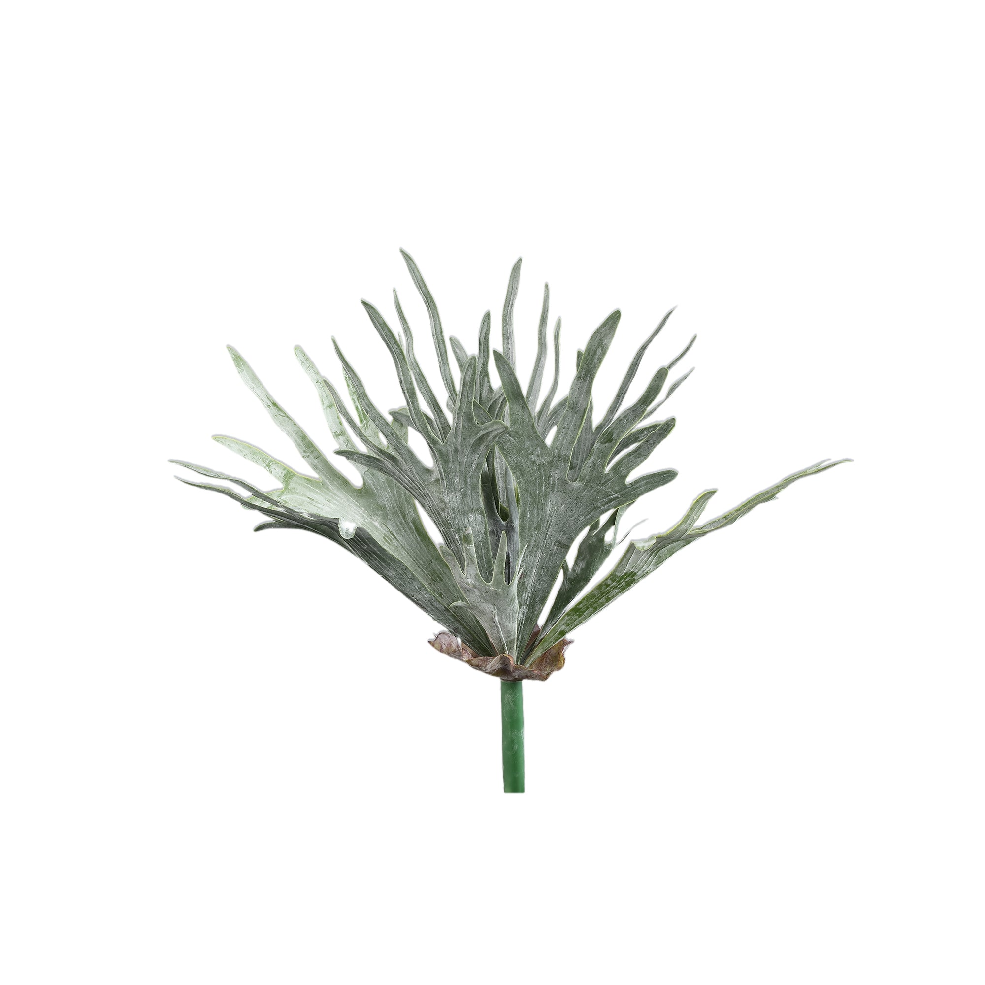 Leaves Plant dark green staghorn on Vert foncé — Feuille artificielle — Feuille artificielle design premium | Häus