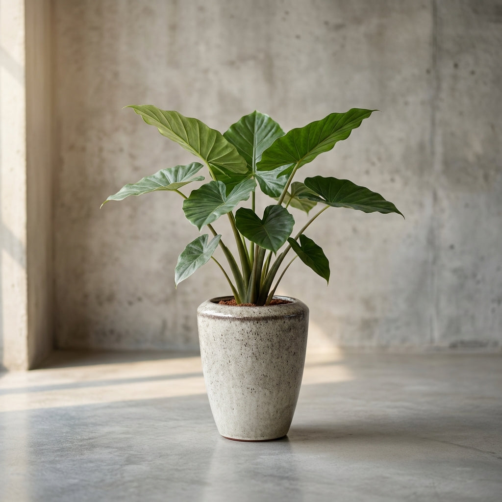 Kyleigh Pot en céramique - Beige