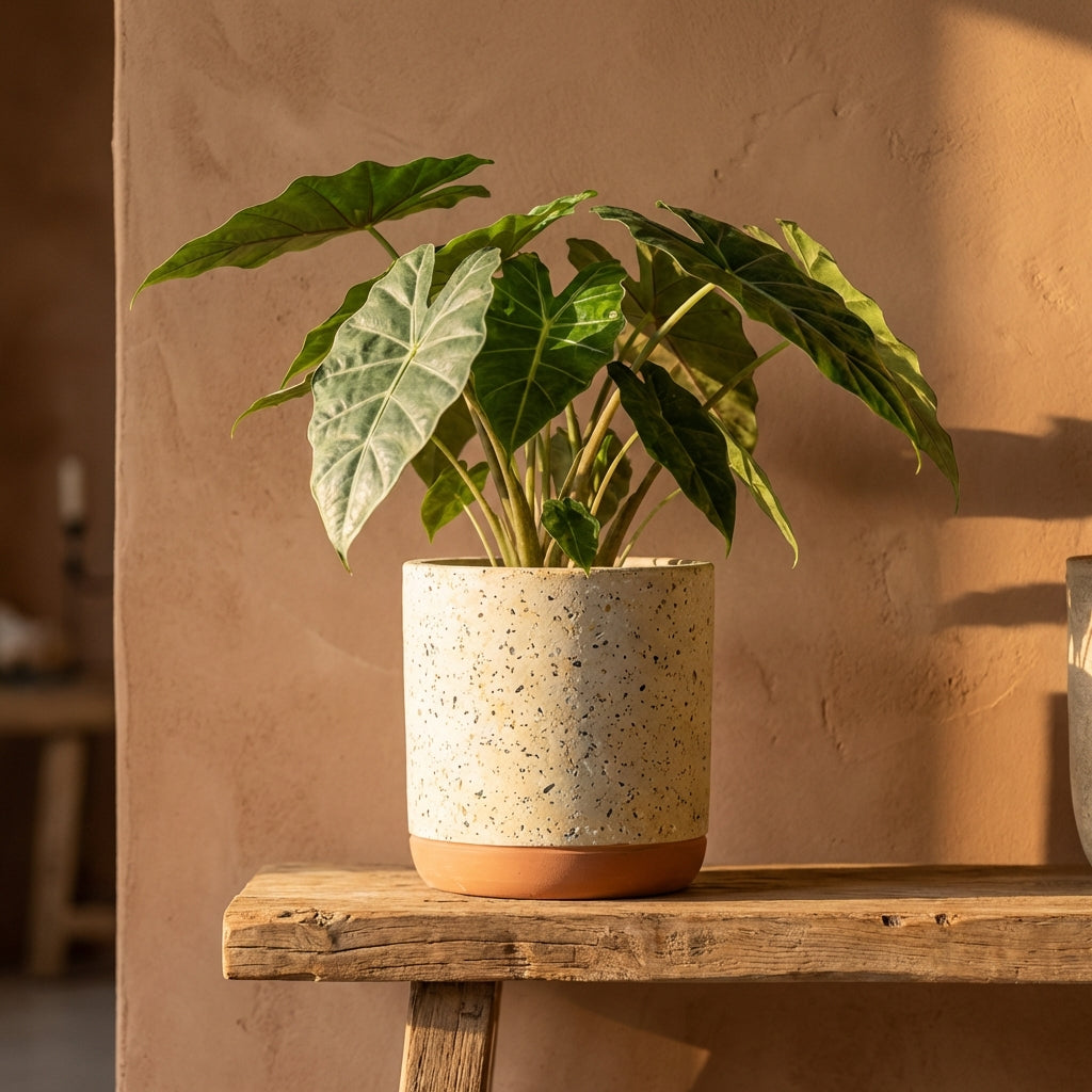 Asten Pot en ciment - Jaune