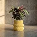 Pot Lucas — Ciment — Jaune