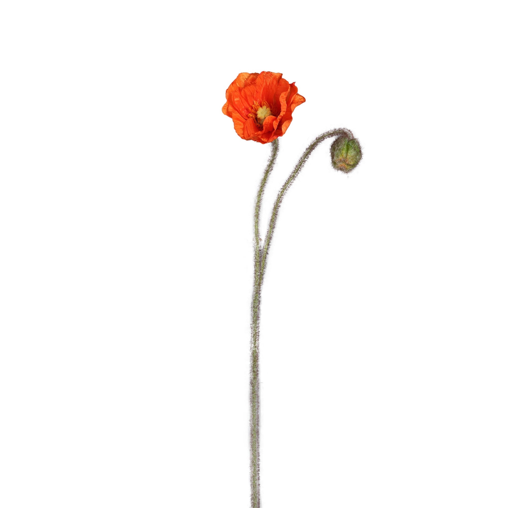 Poppy Flower Orange poppy spray with bud Orange — Fleur artificielle — Fleur artificielle design premium | Häus