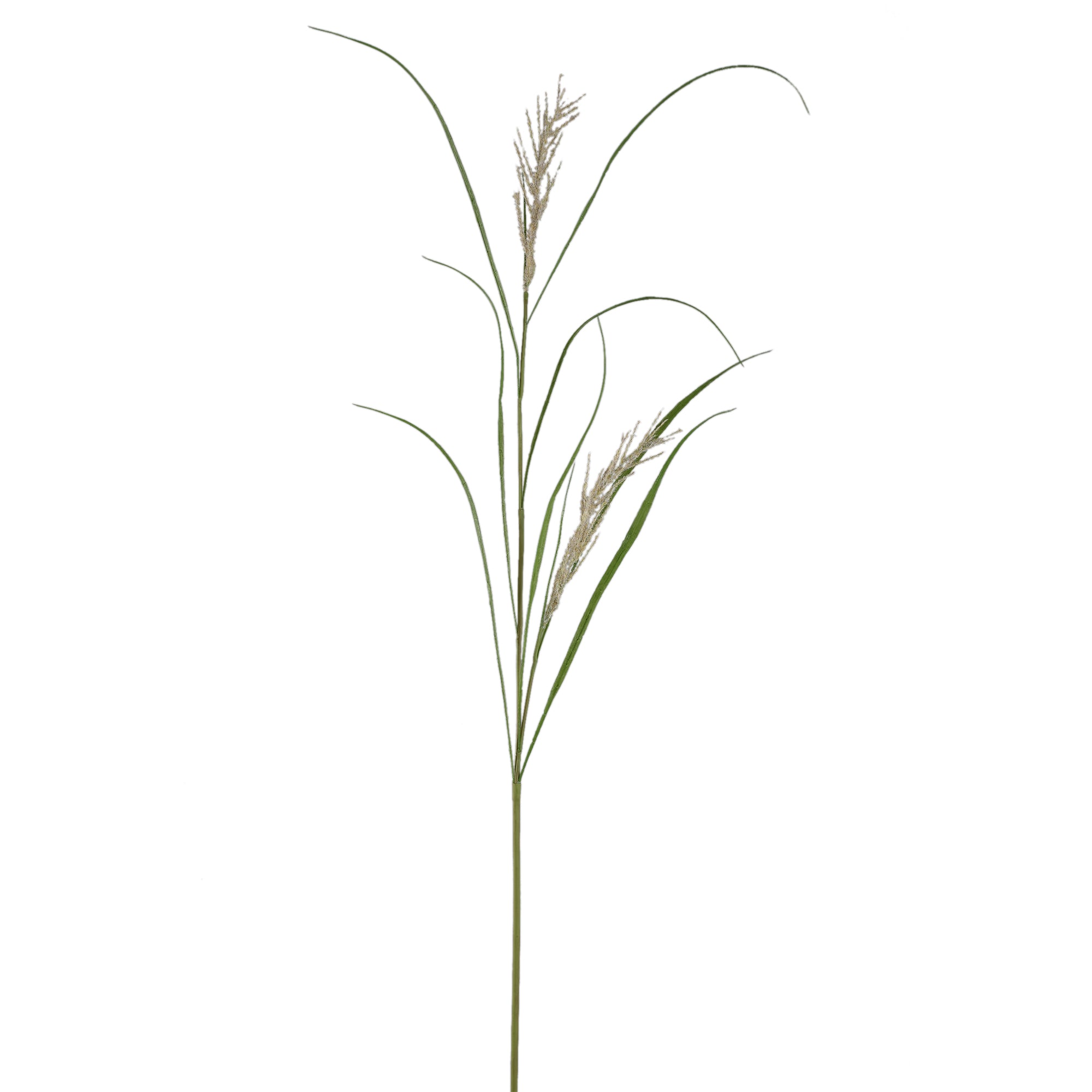 Leaves Plant Green Beige phalaris grass spray Beige — Feuille artificielle — Feuille artificielle design premium | Häus