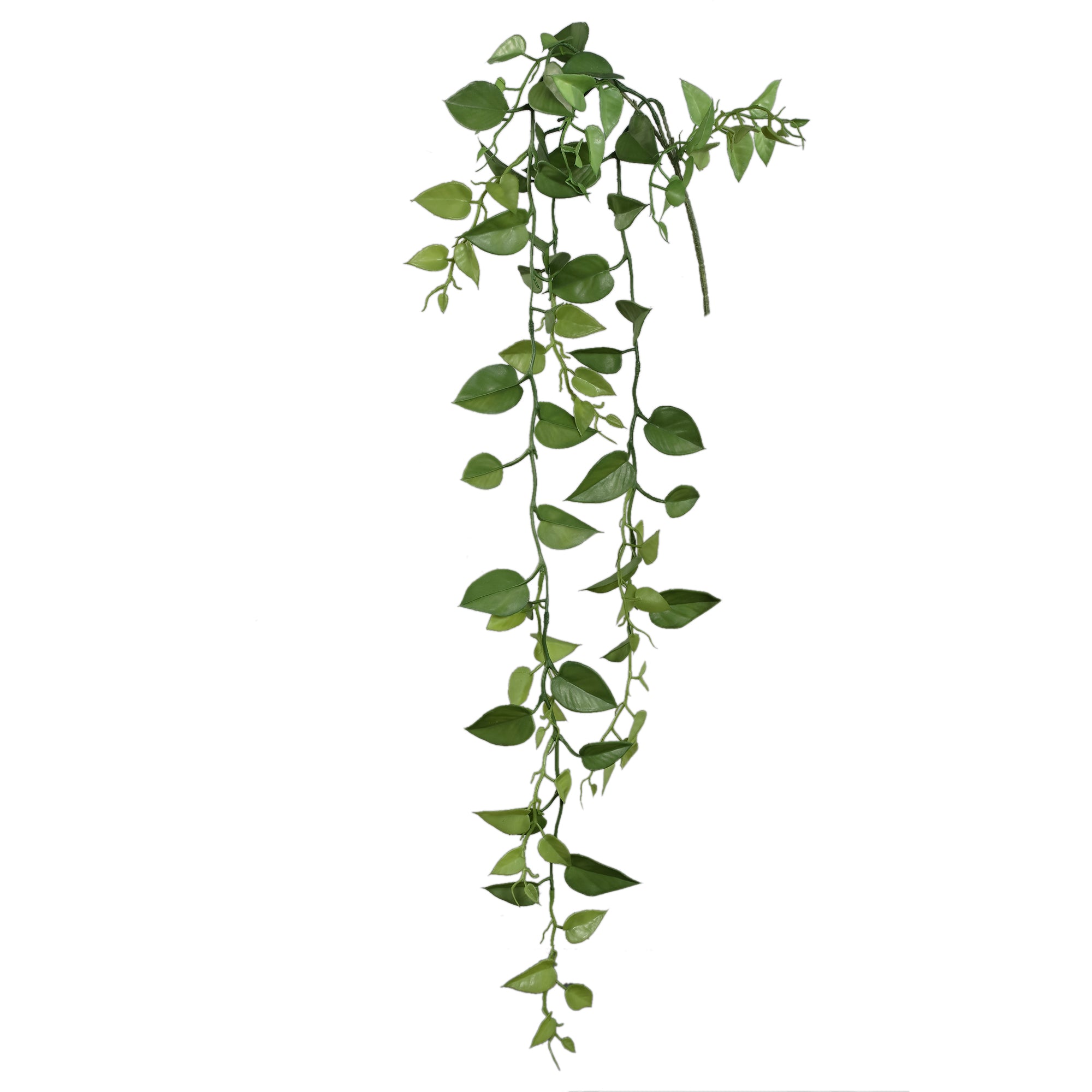 Leaves Plant Moss Green money plant hanging Moss Green — Feuille artificielle — Feuille artificielle design premium | Häus
