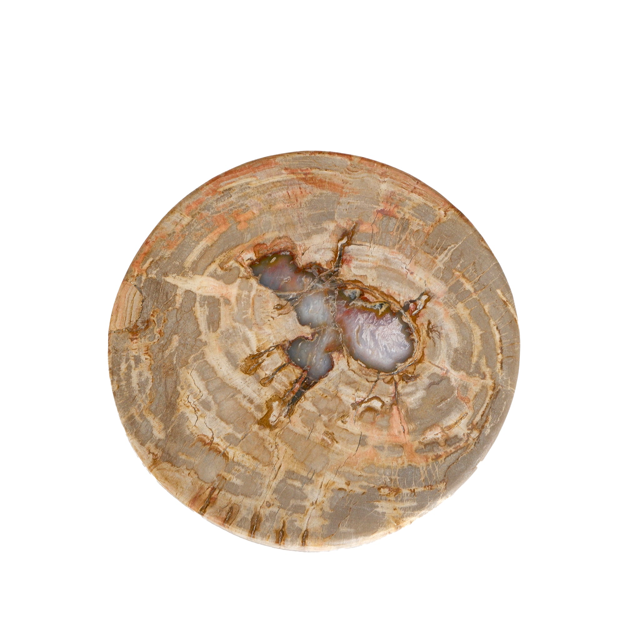 Bethe Natural petrified wood half ball display L