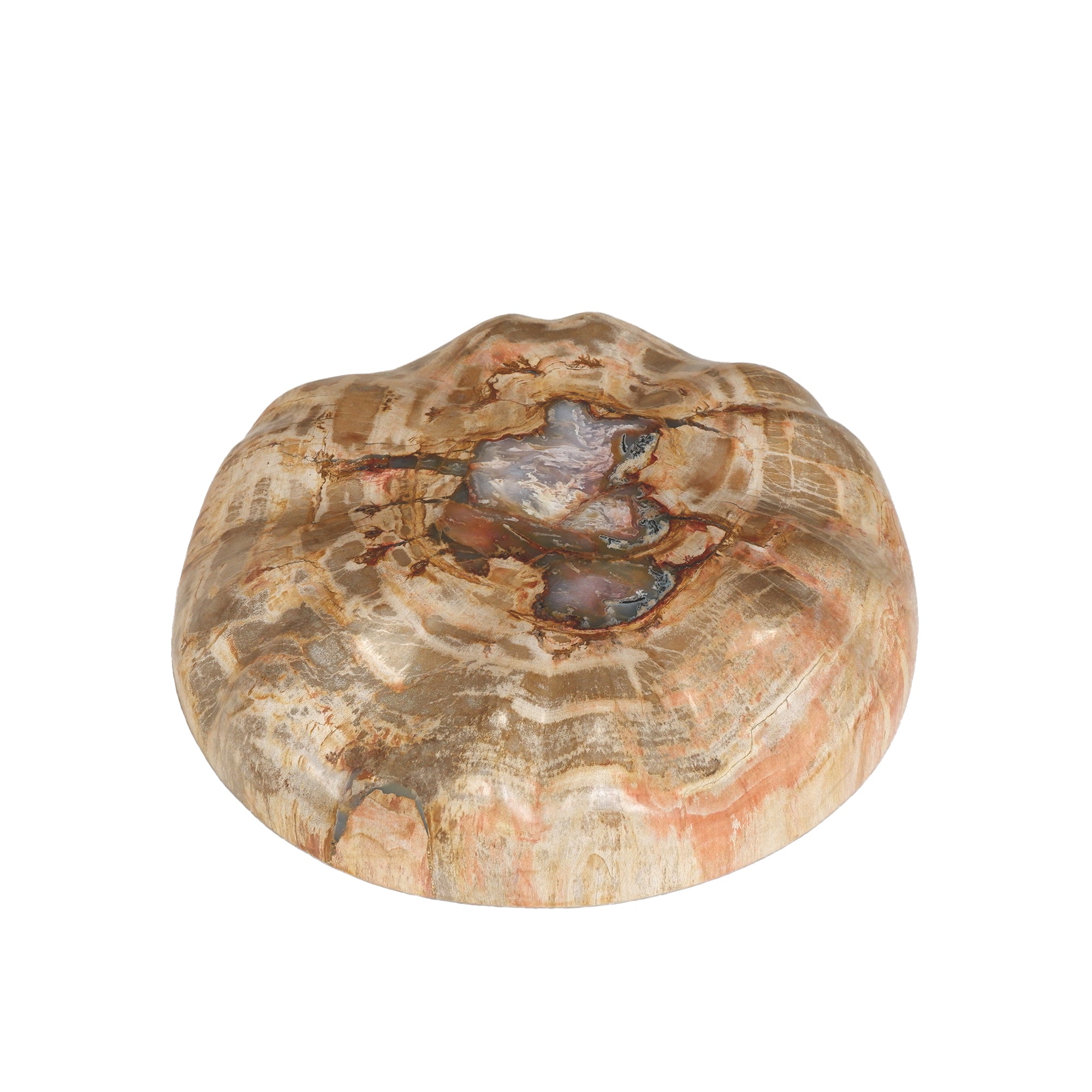 Bethe Natural petrified wood half ball display L