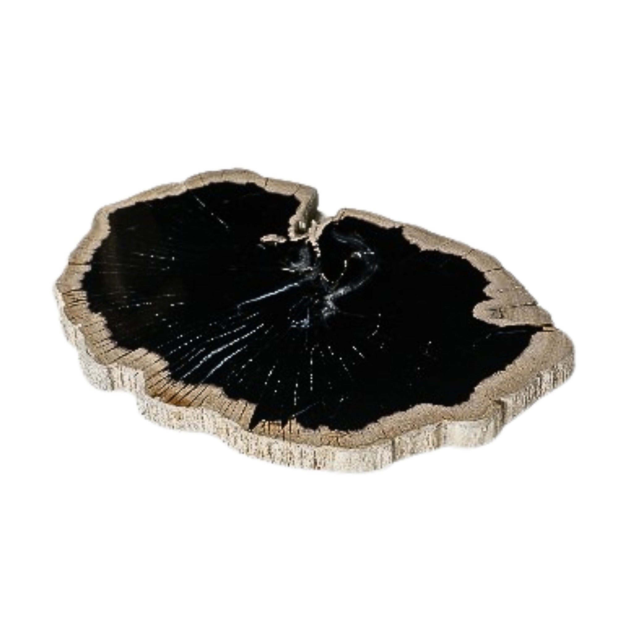 Dalva Black petrified wood deco slice plate round