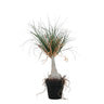 Plante artificielle Pied d'Éléphant — Vert
