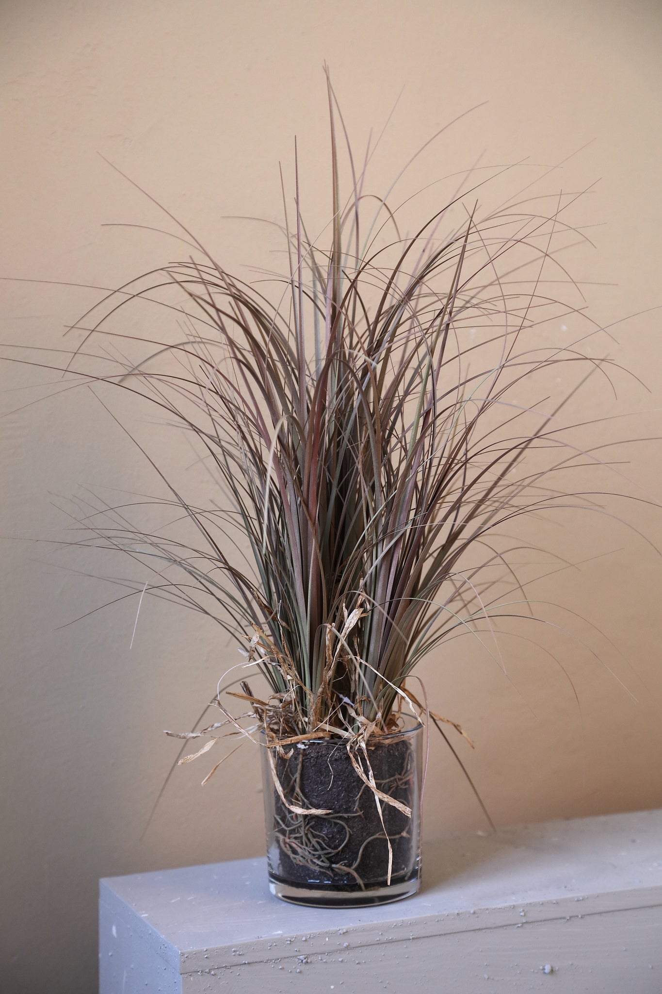 Leaves Plant Beige ponytail palm in glass vase Beige — Feuille artificielle — vue 3 | Häus