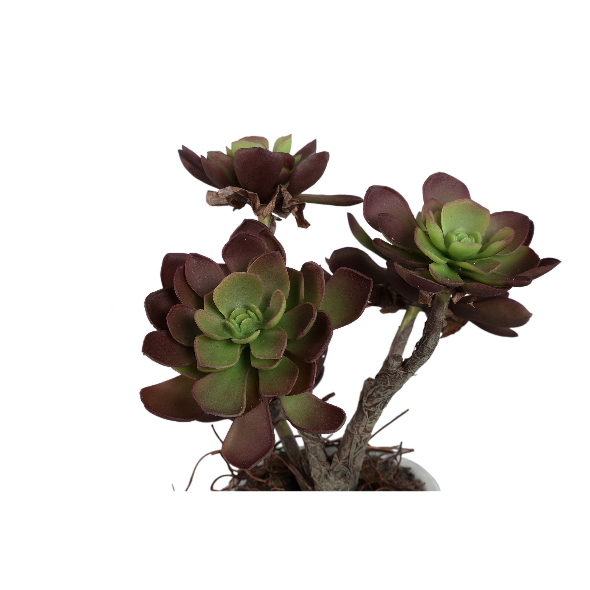 Succulent Plant Brown aeonium offwhite ceramic pot Marron — Plante artificielle — vue 3 | Häus